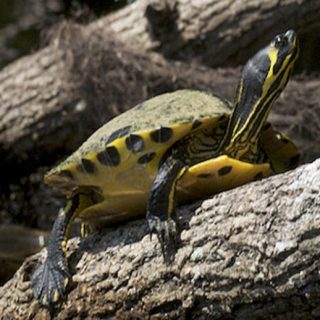 Yellow-bellied Slider Facts and Pictures