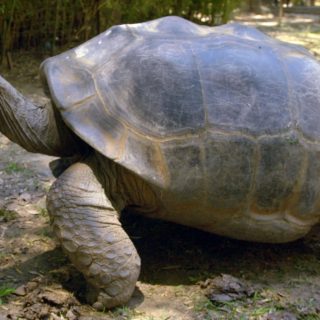 Chaco Tortoise Facts And Pictures