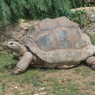 Aldabra Giant Tortoise Facts and Pictures