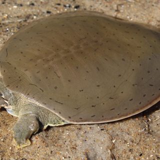 Western Painted Turtle Facts and Pictures