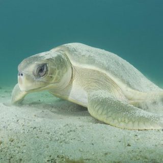 Flatback Sea Turtle facts and Pictures