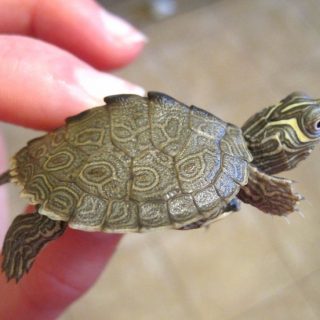 Mississippi Map Turtle Facts and Pictures