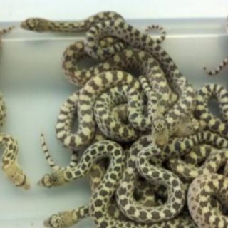 Sonoran Gopher Snake Facts and Pictures