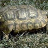 Bell's Hinge-back Tortoise Facts and Pictures