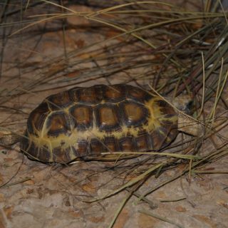 Bell's Hinge-back Tortoise Facts and Pictures