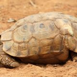 Bell's Hinge-back Tortoise Facts And Pictures