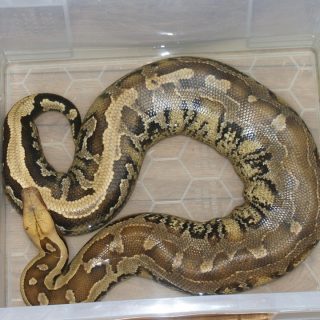 Borneo Short-tailed Python Facts and Pictures