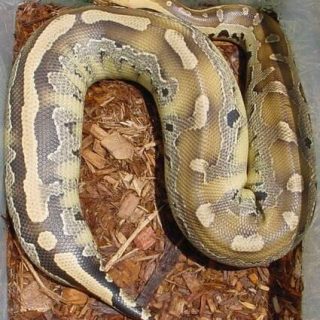 Borneo Short-tailed Python Facts and Pictures