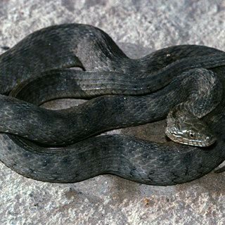 Brazos Water Snake Facts and Pictures