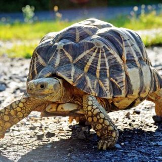 Burmese Star Tortoise Facts and Pictures