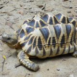 Burmese Star Tortoise Facts and Pictures