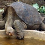 pinta island tortoise adaptations