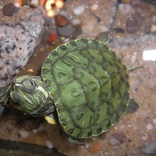 Western Painted Turtle Facts and Pictures