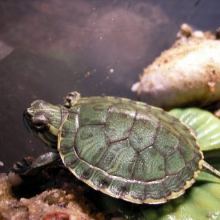 Cumberland Slider Facts and Pictures