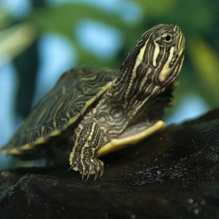 Cumberland Slider Facts and Pictures