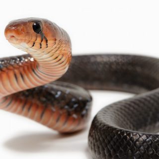 Eastern Indigo Snake Facts and Pictures