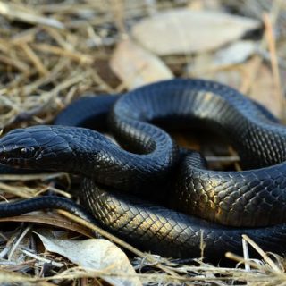 Eastern Indigo Snake Facts and Pictures