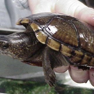 Eastern Mud Turtle Facts and Pictures