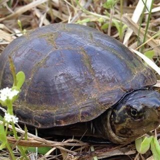 Eastern Mud Turtle Facts and Pictures