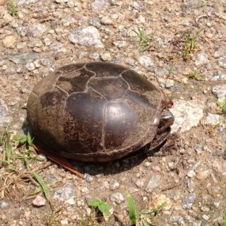 Eastern Mud Turtle Facts and Pictures