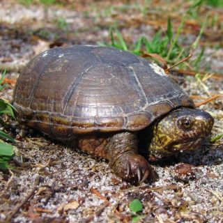 Eastern Mud Turtle Facts and Pictures