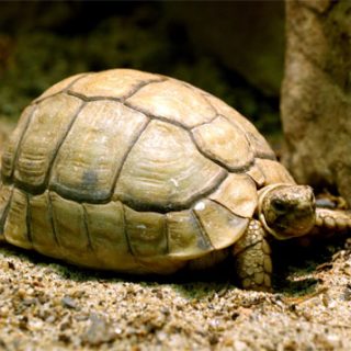 Chaco Tortoise Facts and Pictures