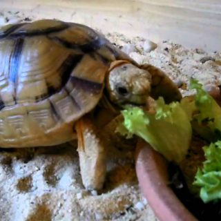 Egyptian Tortoise Facts and Pictures