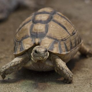 Egyptian Tortoise Facts and Pictures