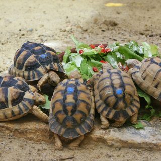 Egyptian Tortoise Facts and Pictures