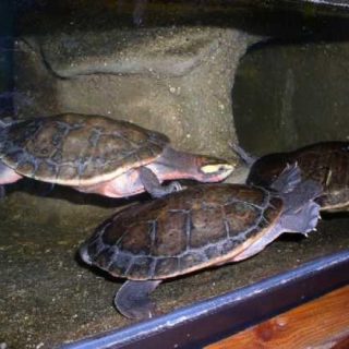 Red-bellied Short-necked Turtle Facts and Pictures