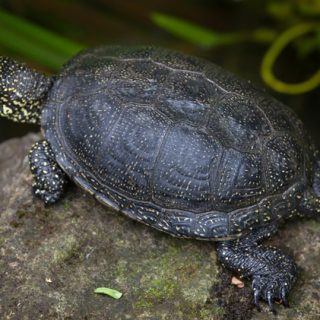 Spiny Softshell Turtle Facts and Pictures