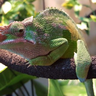 Fischer's Chameleon Facts and Pictures