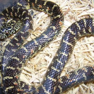 Florida King Snake Facts and Pictures