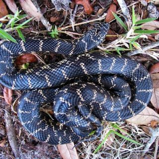 Florida King Snake Facts and Pictures