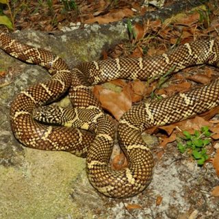 Florida King Snake Facts and Pictures