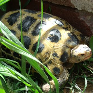 Forsten's Tortoise Facts and Pictures