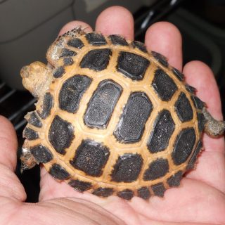 Forsten's Tortoise Facts and Pictures