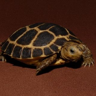 Forsten's Tortoise Facts and Pictures