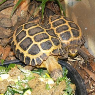 Forsten's Tortoise Facts and Pictures