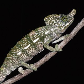 Labord's Chameleon Facts And Pictures