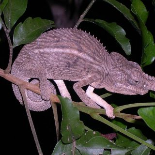 Rhinoceros Chameleon Facts and Pictures