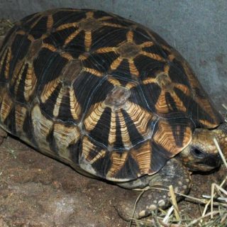 Yellow-Footed Tortoise Facts and Pictures