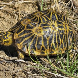 Geometric Tortoise Facts and Pictures