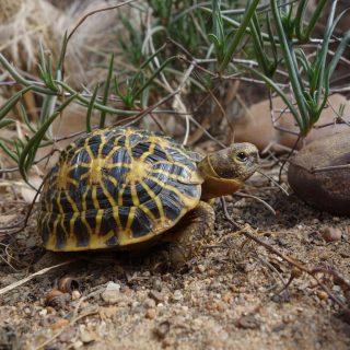 Geometric Tortoise Facts and Pictures