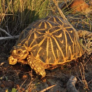 Geometric Tortoise Facts and Pictures