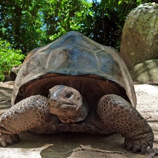 Aldabra Giant Tortoise Facts and Pictures