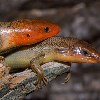 Gilbert's Skink Facts and Pictures