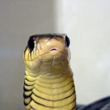 Gold's Tree Cobra Facts and Pictures