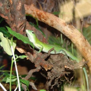 Green Tree Skink Facts and Pictures