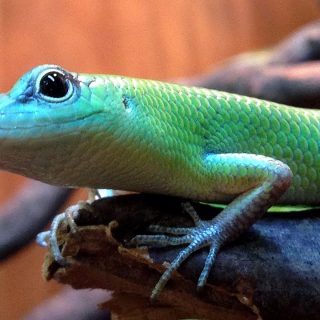 Green Tree Skink Facts and Pictures